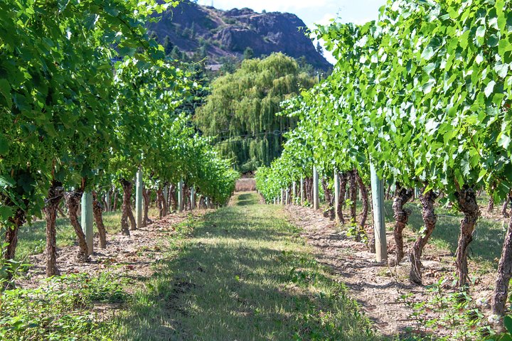 Visite guidée des vins de Kelowna ou West Kelowna