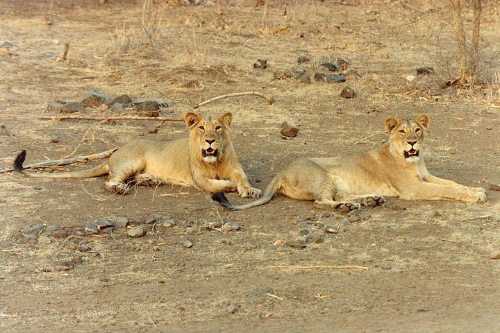 Rajkot ao Parque Nacional Gir