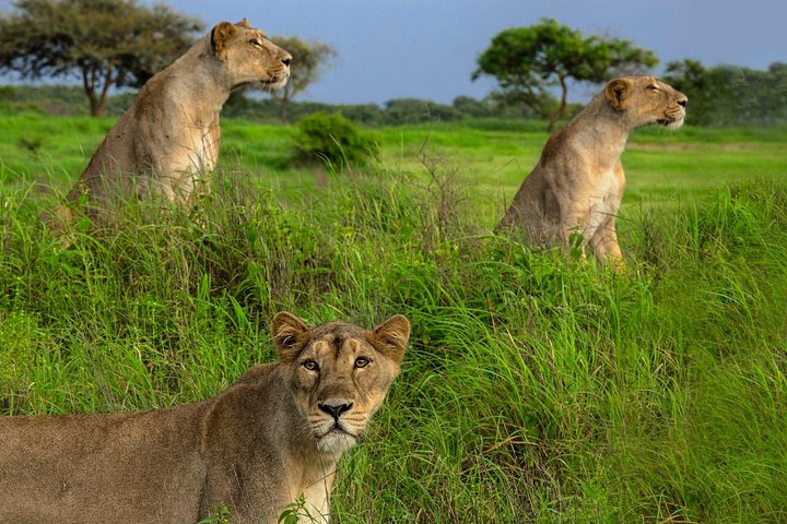 Rajkot ao Parque Nacional Gir
