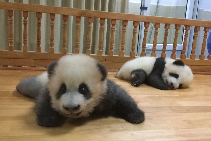 Visite privée d'une demi-journée du centre d'élevage de pandas de Chengdu avec bénévolat en option