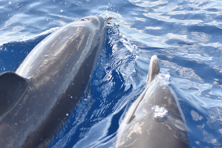 Martinique : Observation des dauphins et snorkeling