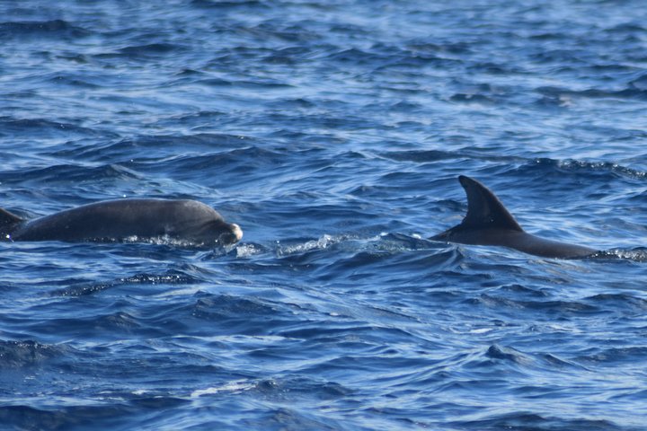 Martinique : Observation des dauphins et snorkeling