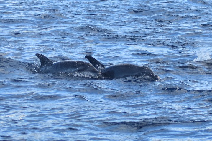 Martinique : Observation des dauphins et snorkeling