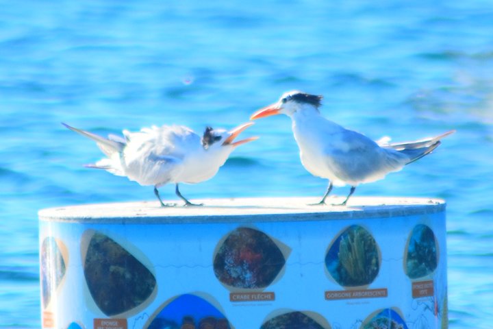 Martinique : Observation des dauphins et snorkeling