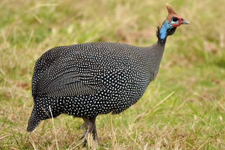 8 dage, 7 nætter Safari – Lake Nakuru, Maasai Mara, Naivasha og Amboseli Park