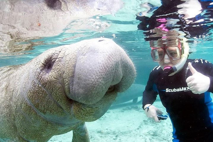 ¡El tour de nado con manatíes más popular de 3 horas + guía en el agua!