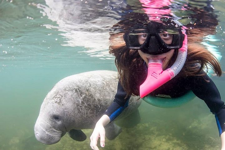 ¡El tour de nado con manatíes más popular de 3 horas + guía en el agua!
