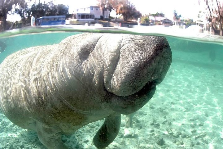 ¡El tour de nado con manatíes más popular de 3 horas + guía en el agua!