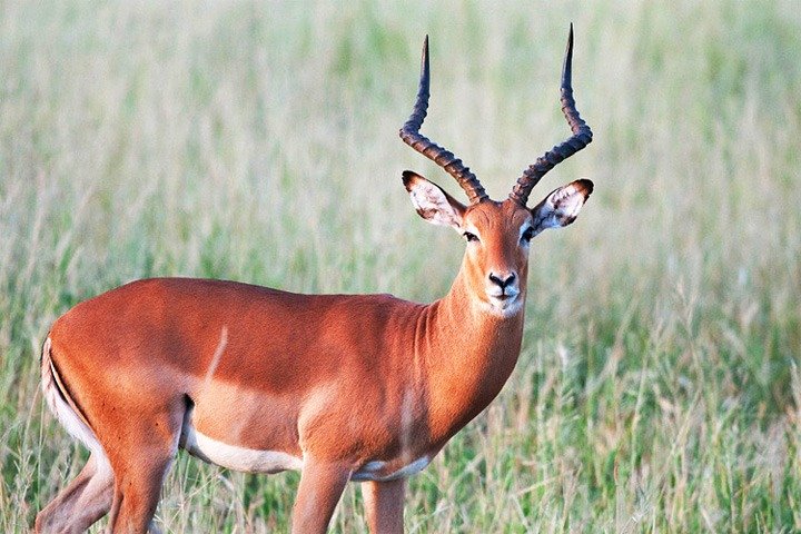 8 dage, 7 nætter Safari – Lake Nakuru, Maasai Mara, Naivasha og Amboseli Park