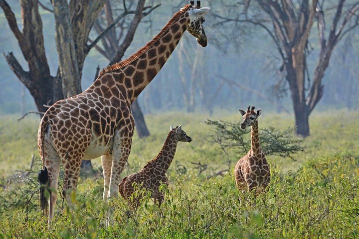 8 dage, 7 nætter Safari – Lake Nakuru, Maasai Mara, Naivasha og Amboseli Park