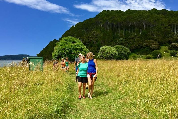 Bay of Islands Cruise & Island Tour - Snorkel, vandre, svømme, dyreliv
