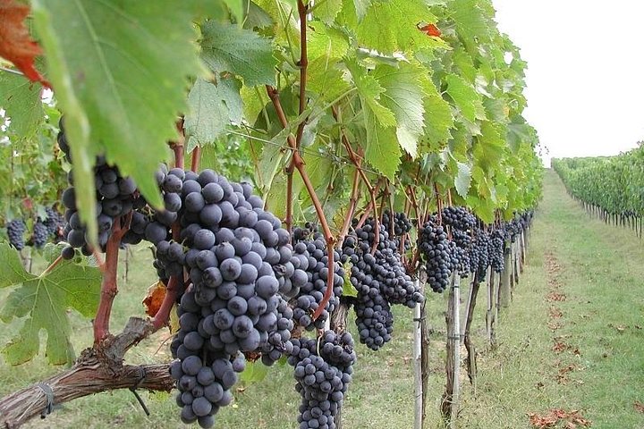 Privérondleiding van 6 uur langs drie Etna-wijnhuizen met eten en wijnproeverij