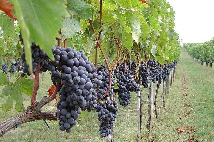 Privat omvisning i Etna og vingårdsbesøk med mat- og vinsmaking fra Taormina
