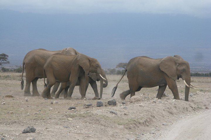Tour di 2 giorni 1 notte al Parco Nazionale Amboseli.
