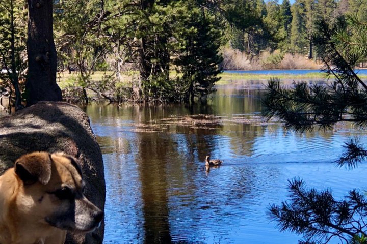 Visite hors route de Big Bear Jeep avec randonnée dans la réserve de Bluff Lake