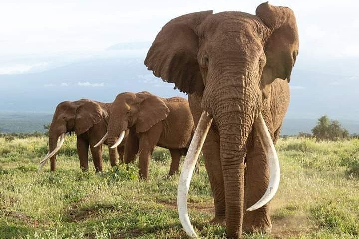 Tour di 2 giorni 1 notte al Parco Nazionale Amboseli.