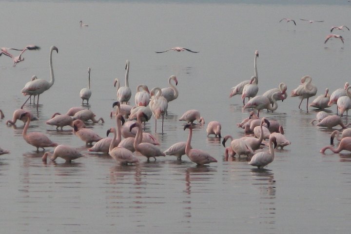Tour di 2 giorni 1 notte al Parco Nazionale Amboseli.