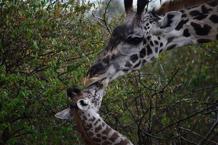 Tour di 2 giorni 1 notte al Parco Nazionale Amboseli.