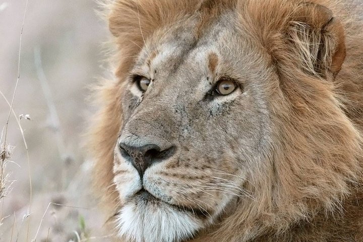 Tour di 2 giorni 1 notte al Parco Nazionale Amboseli.