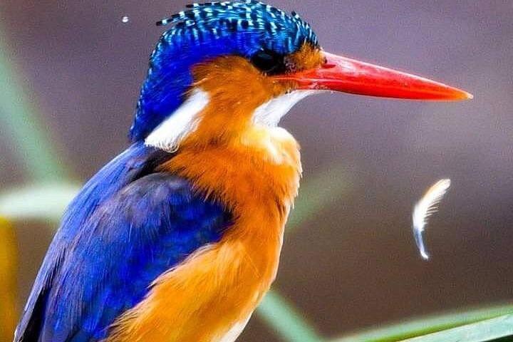 Tour di 2 giorni 1 notte al Parco Nazionale Amboseli.