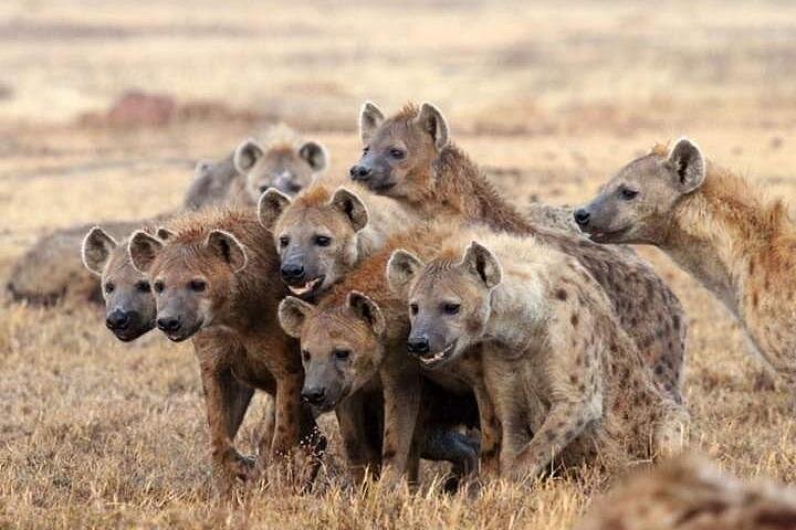 Tour di 2 giorni 1 notte al Parco Nazionale Amboseli.