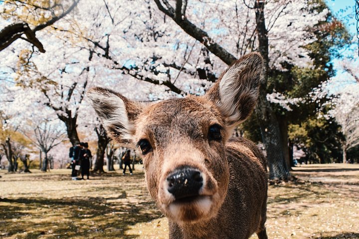 英語ドライバー付き大阪市内アルファードハイヤー