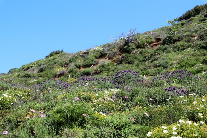 Geführte Wanderung in kleiner Gruppe in Andros mit Picknick am Strand