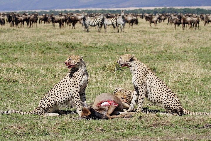 8 dage, 7 nætter Safari – Lake Nakuru, Maasai Mara, Naivasha og Amboseli Park