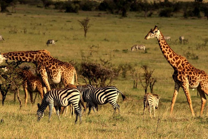 Safari de 4 dias, 3 noites - Lake Nakuru e Maasai Mara Safari