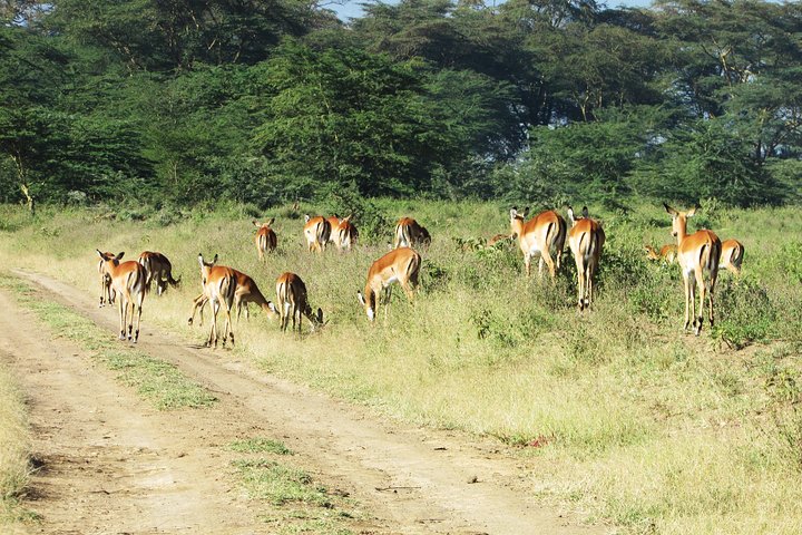 Safari de 4 dias, 3 noites - Lake Nakuru e Maasai Mara Safari