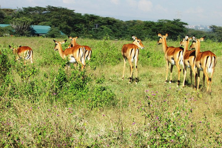 Safari de 4 dias, 3 noites - Lake Nakuru e Maasai Mara Safari
