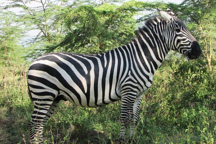 Safari de 4 dias, 3 noites - Lake Nakuru e Maasai Mara Safari