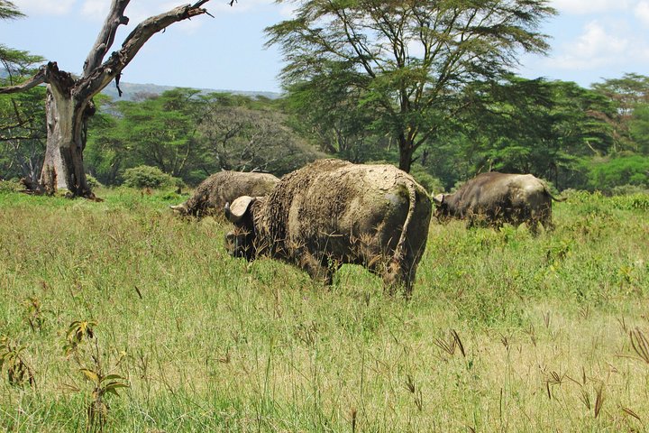 Safari de 4 dias, 3 noites - Lake Nakuru e Maasai Mara Safari