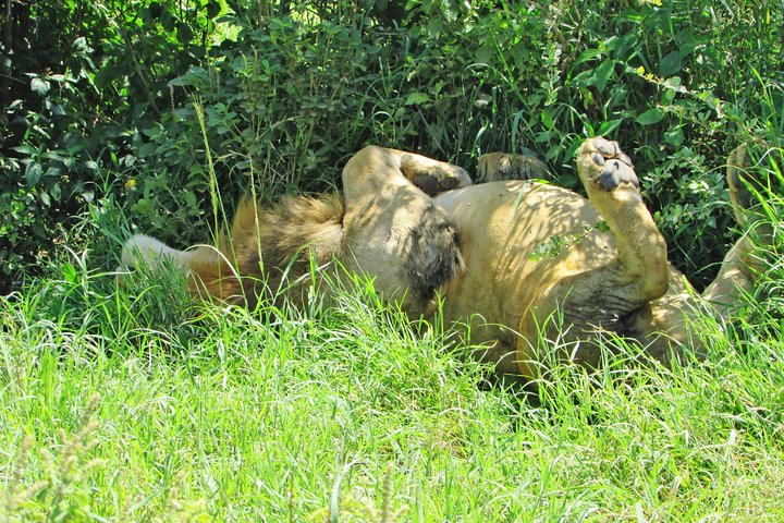 Safari de 4 dias, 3 noites - Lake Nakuru e Maasai Mara Safari