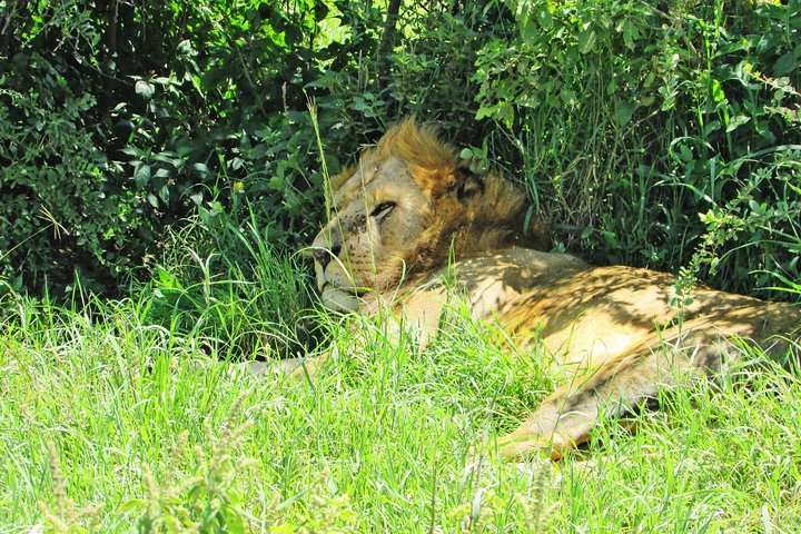 Safari de 4 dias, 3 noites - Lake Nakuru e Maasai Mara Safari