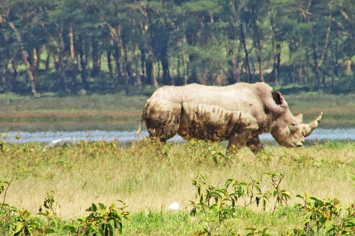 Safari de 4 dias, 3 noites - Lake Nakuru e Maasai Mara Safari