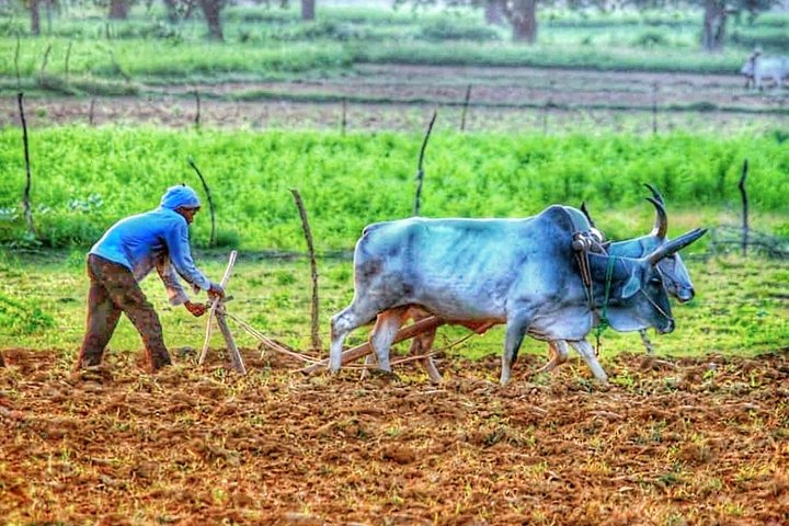 Privérondleiding met gids over erfgoed en cultuur in Khajuraho