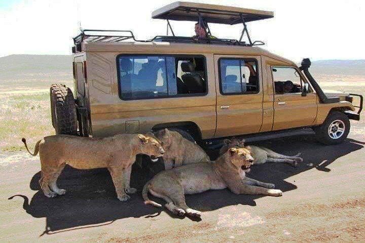 8 dage, 7 nætter Safari – Lake Nakuru, Maasai Mara, Naivasha og Amboseli Park