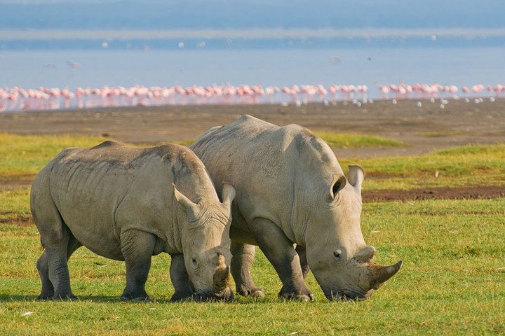 8 dage, 7 nætter Safari – Lake Nakuru, Maasai Mara, Naivasha og Amboseli Park