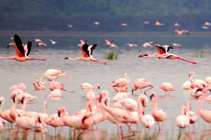 8 dage, 7 nætter Safari – Lake Nakuru, Maasai Mara, Naivasha og Amboseli Park