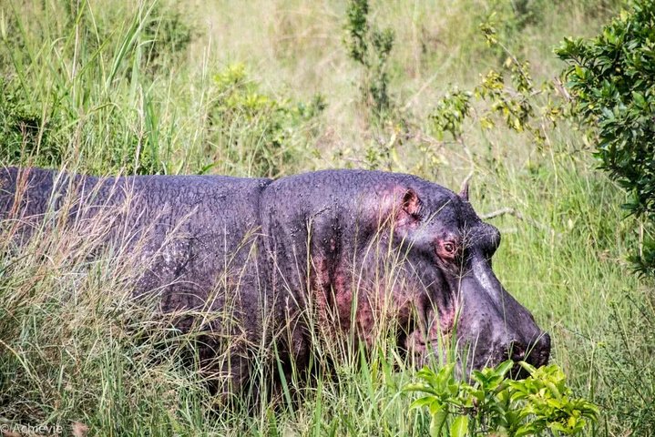 8 dage, 7 nætter Safari – Lake Nakuru, Maasai Mara, Naivasha og Amboseli Park