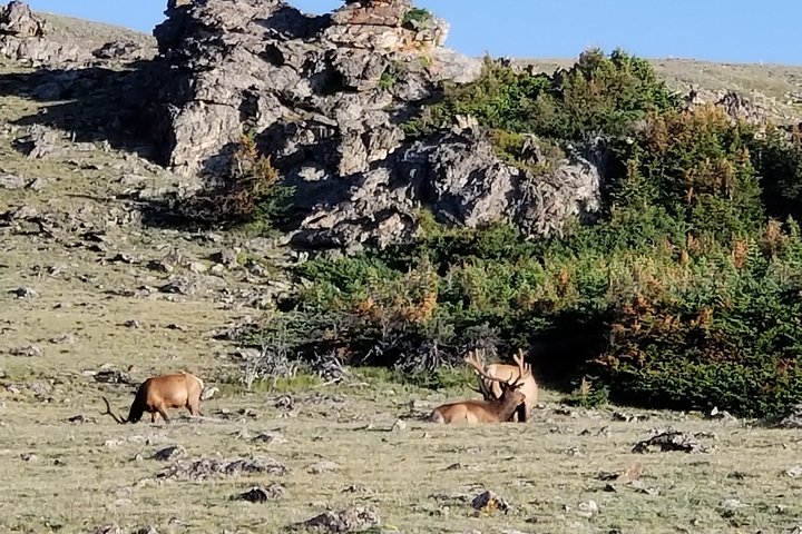 Privat tre timmars eftermiddag anpassad rundtur i Rocky Mountain National Park