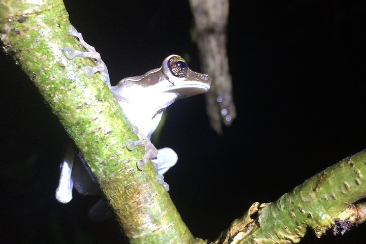 Anderna och Amazonas, triangelvägen 5 dagar / 4 nätter (PRIVAT resa från Quito)
