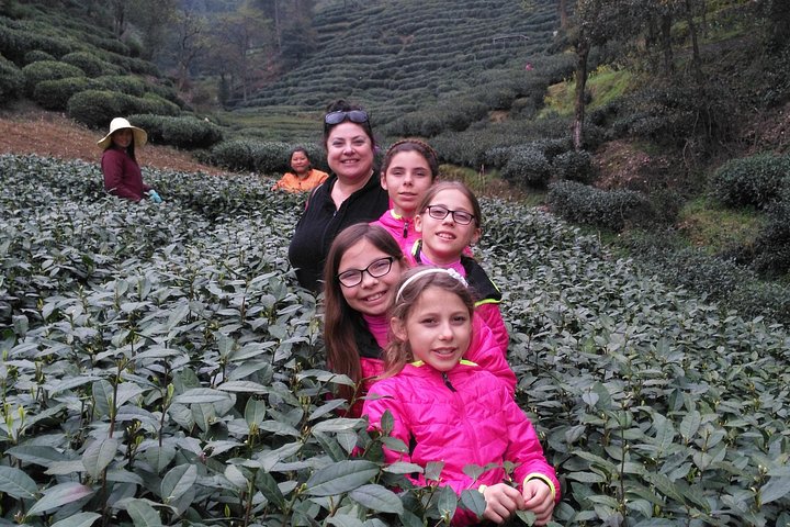 Halbtägige Hangzhou Private Tour mit Green Tea Village und Lingyin Tempel