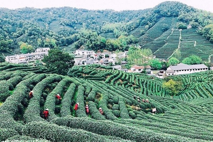 Halbtägige Hangzhou Private Tour mit Green Tea Village und Lingyin Tempel