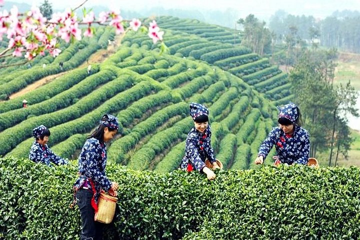 Halbtägige Hangzhou Private Tour mit Green Tea Village und Lingyin Tempel