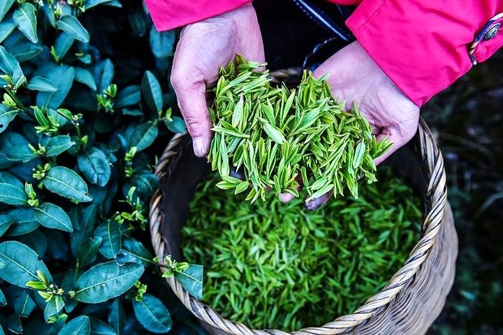 Halbtägige Hangzhou Private Tour mit Green Tea Village und Lingyin Tempel