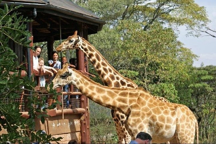 デビッド シェルドリック象の孤児院とキリン センターのガイド付き日帰りツアー
