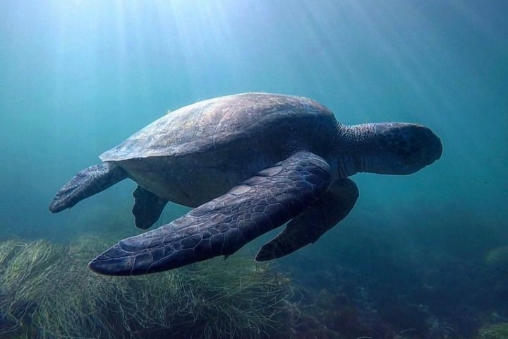 La Jolla Sea Caves Kajaktur för två (Tandem Kayak)