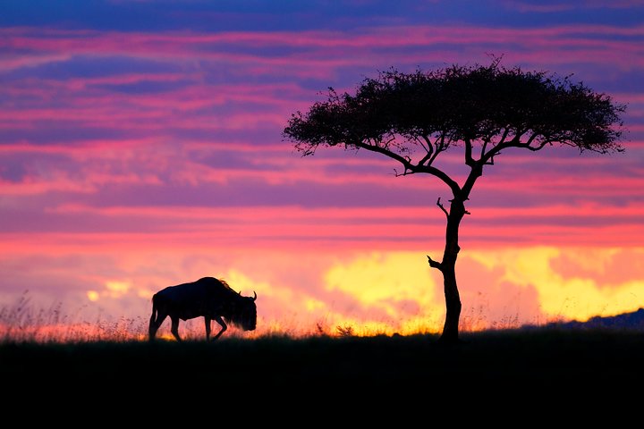 8-daagse huwelijksreis Masai Mara en Zanzibar